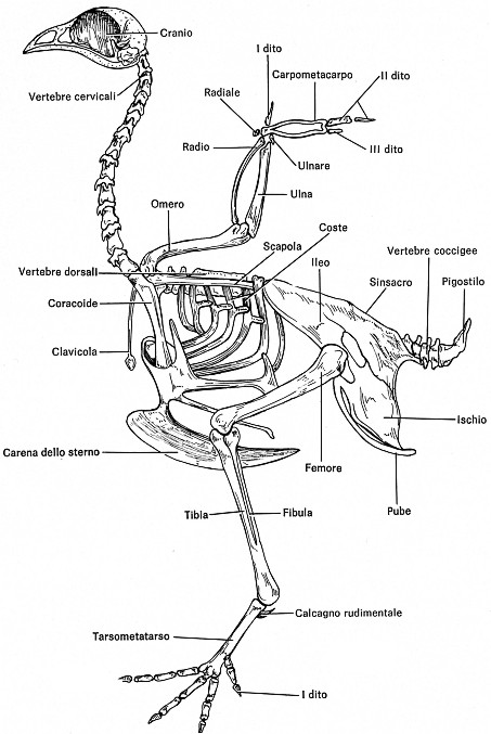 Carcassa da identificare. Probabile Lagomorfo.